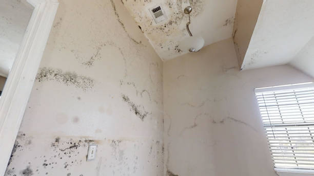 Best Black Mold Removal  in Gonzales, LA