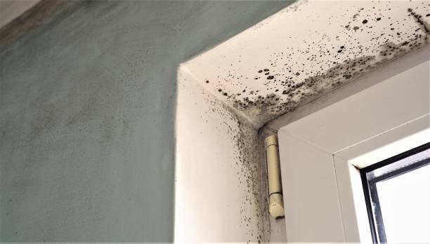 Best Comprehensive Air Testing for Mold Contaminants  in Gonzales, LA